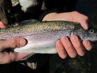 Rainbow Trout caught fly fishing