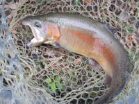 Rainbow Trout caught fly fishing