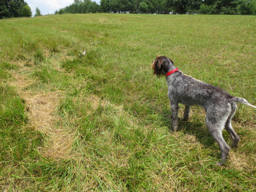 Pappi Bird Dog Training
