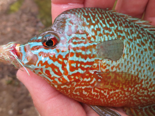 Jeff holding bluegill