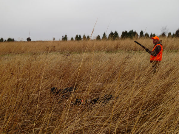 Pheasant hunting in Attica, Indiana 