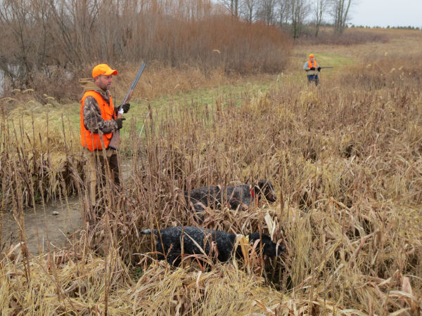 Pheasant field in Attica, IN