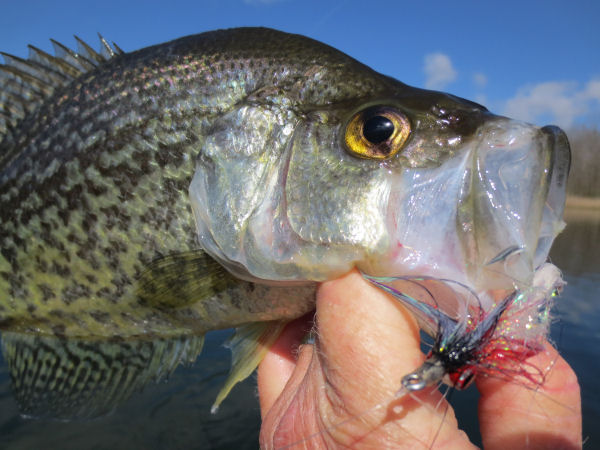 Bass caught with fly
