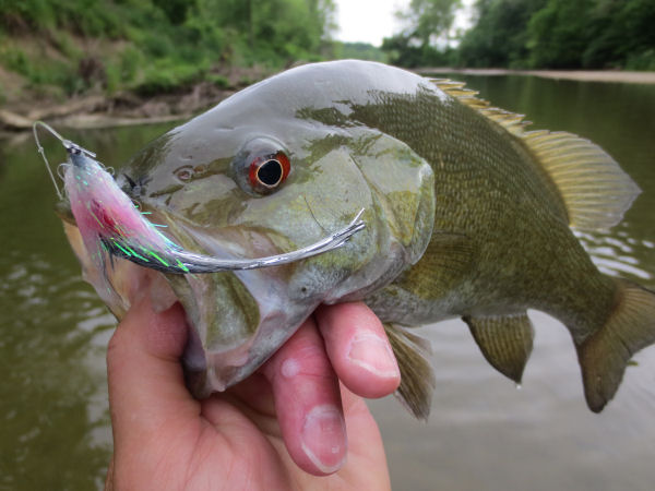 Micropterus dolomieu