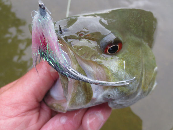 Micropterus dolomieu caught fly fishing