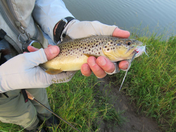 Truot caught in the Driftless area