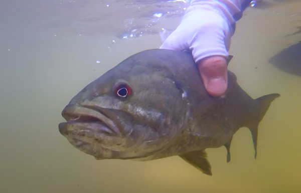 small mouth bass underwater