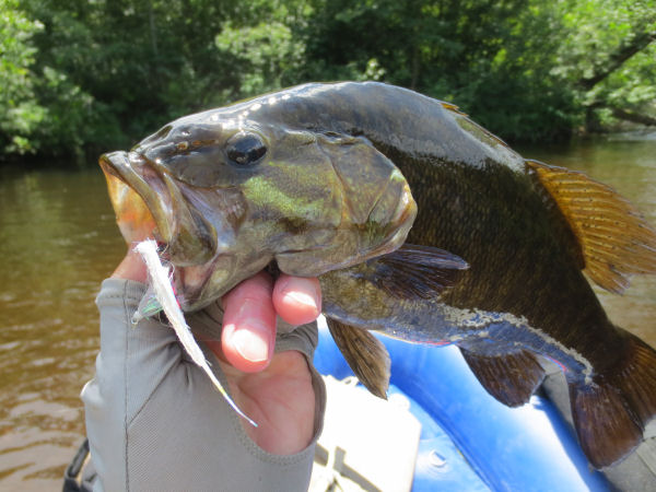 Fly Fishing Namekagon - smallmouth bass