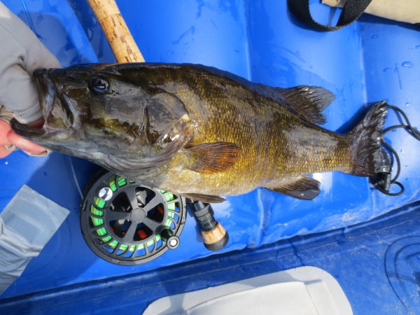 Smallmouth bass from Namekagon river