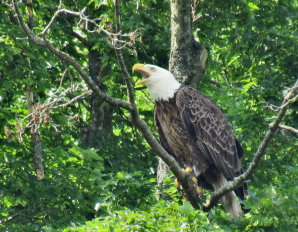 Bald Eagle