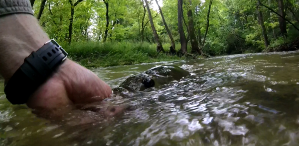 smallmouth release