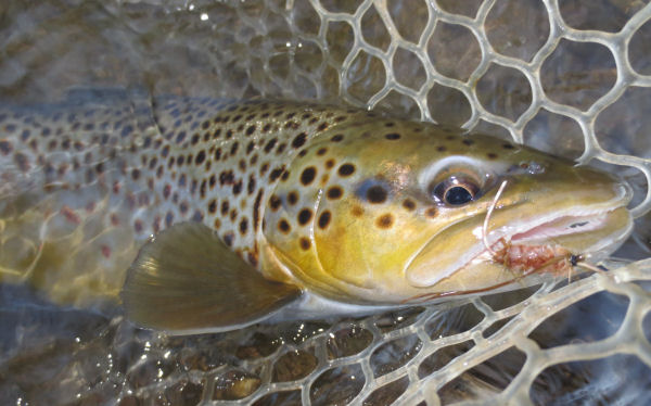 Brown Trout - blast to cast 1