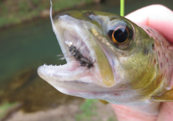 Brown Trout - blast to cast 12