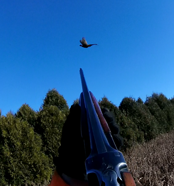 firing at a pheasant at PQ Ranch